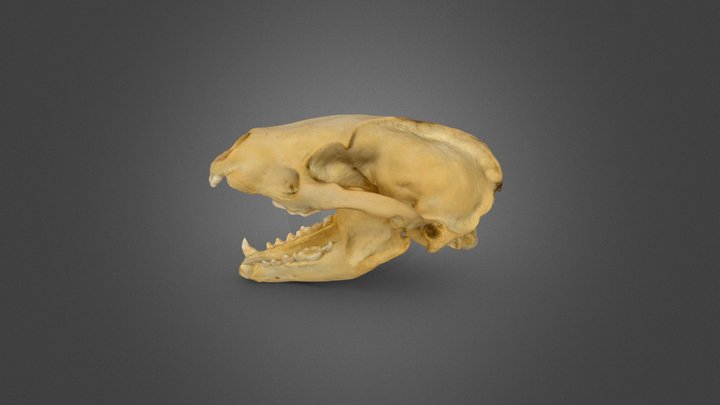 Skull of a mammal 3D Model
