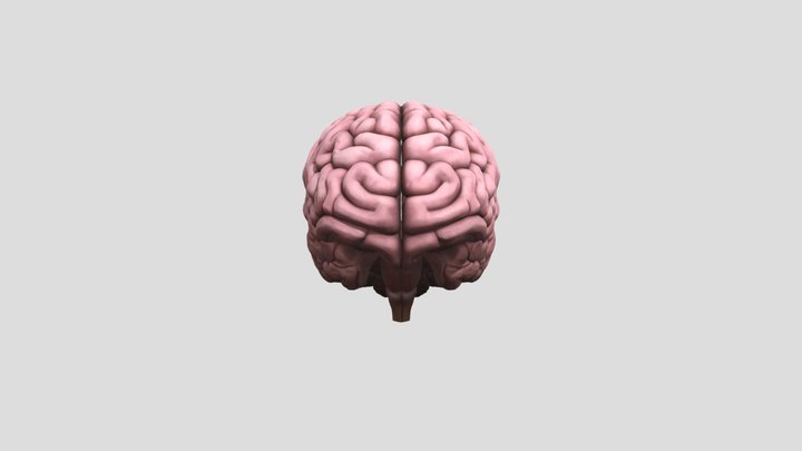 Anatomical Human Brain