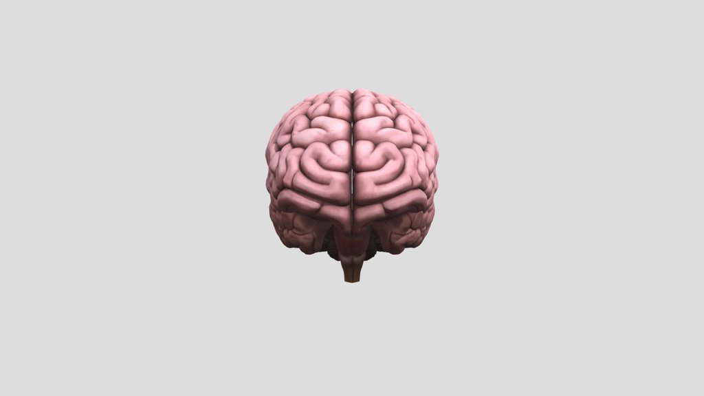 Anatomical Human Brain