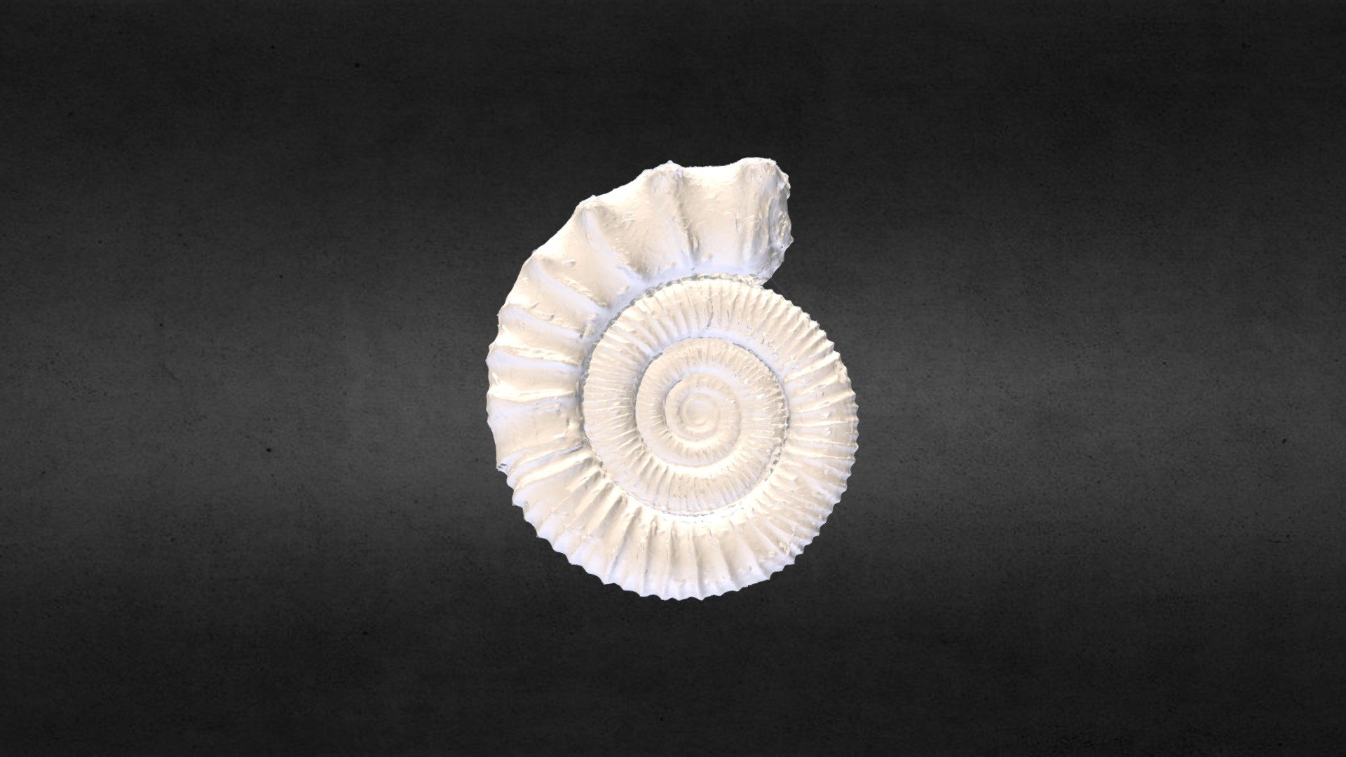 38 Peltoceras athleta