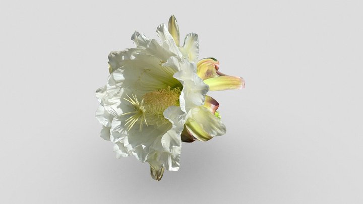 Day 227: San Pedro cactus flower - 1scanaday 3D Model