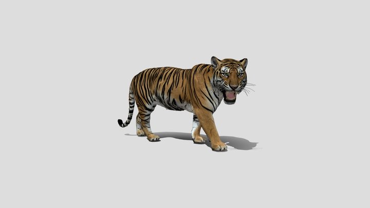 Roaring Tiger – Kostenloses 3D-Modell STL