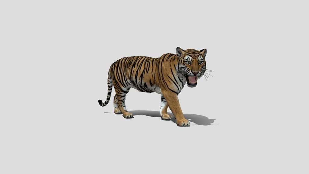 Roaring Tiger