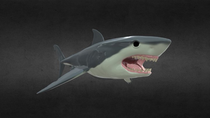 Great White Shark 3D Model