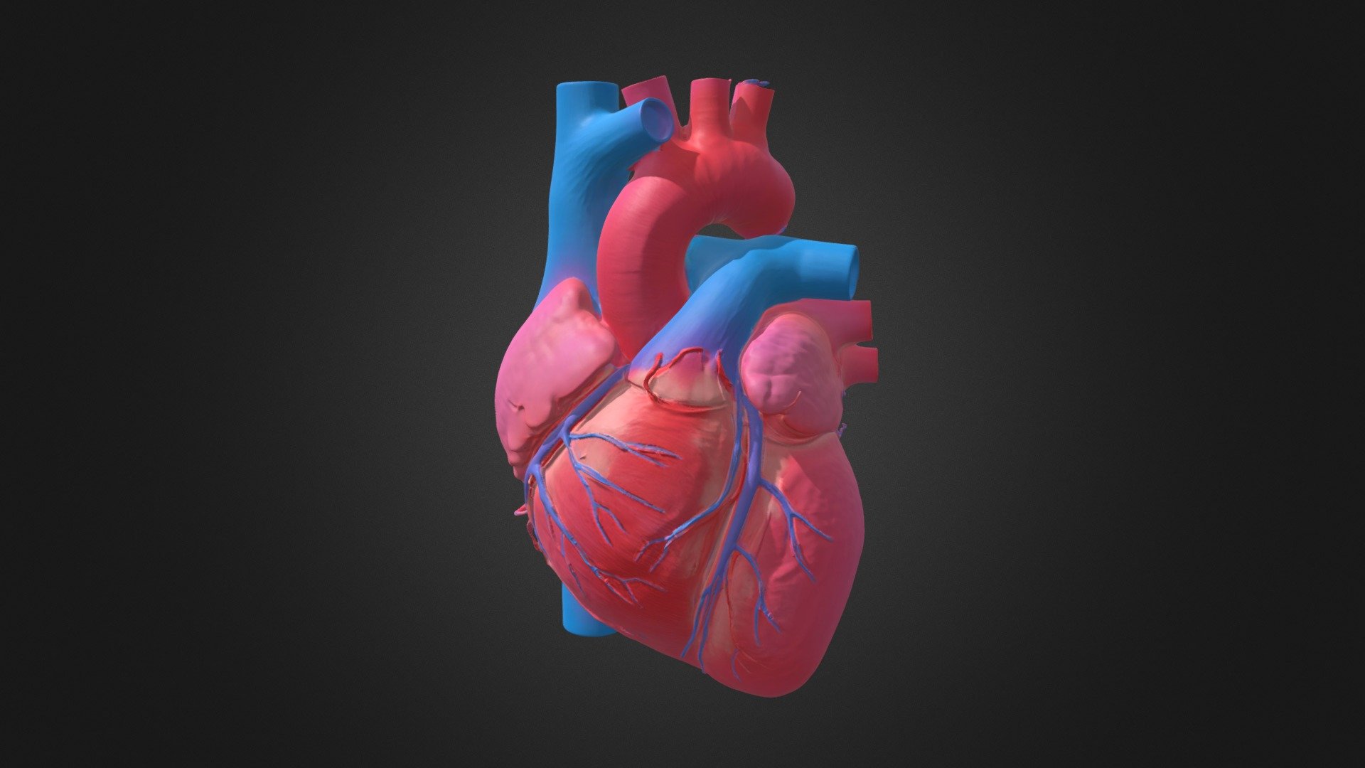 Anatomically Correct Human Heart - Download Free 3D model by Pigcraft ...