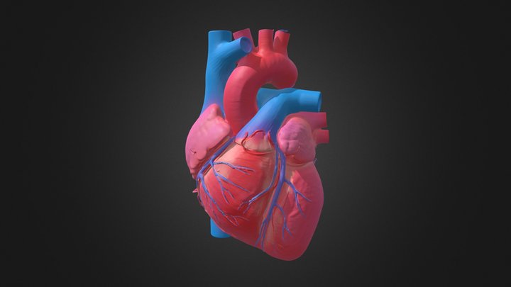 Anatomically Correct Human Heart