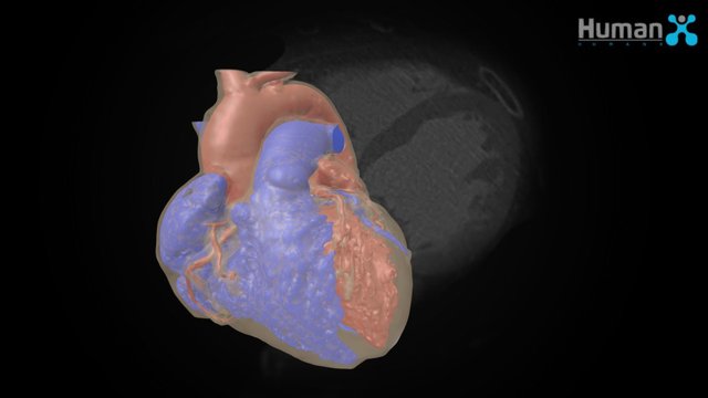 HumanX - Heart 3D Model