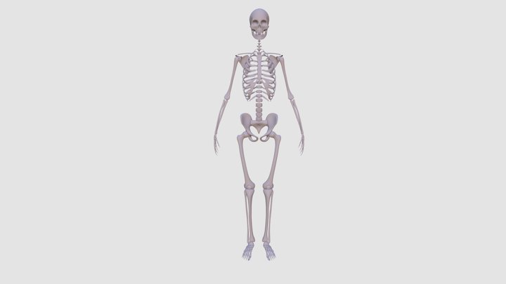 Human Skeleton: The Humerus and Pelvis 3D Model