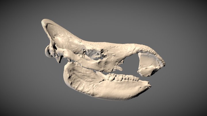 Fossil woolly rhino 3D Model