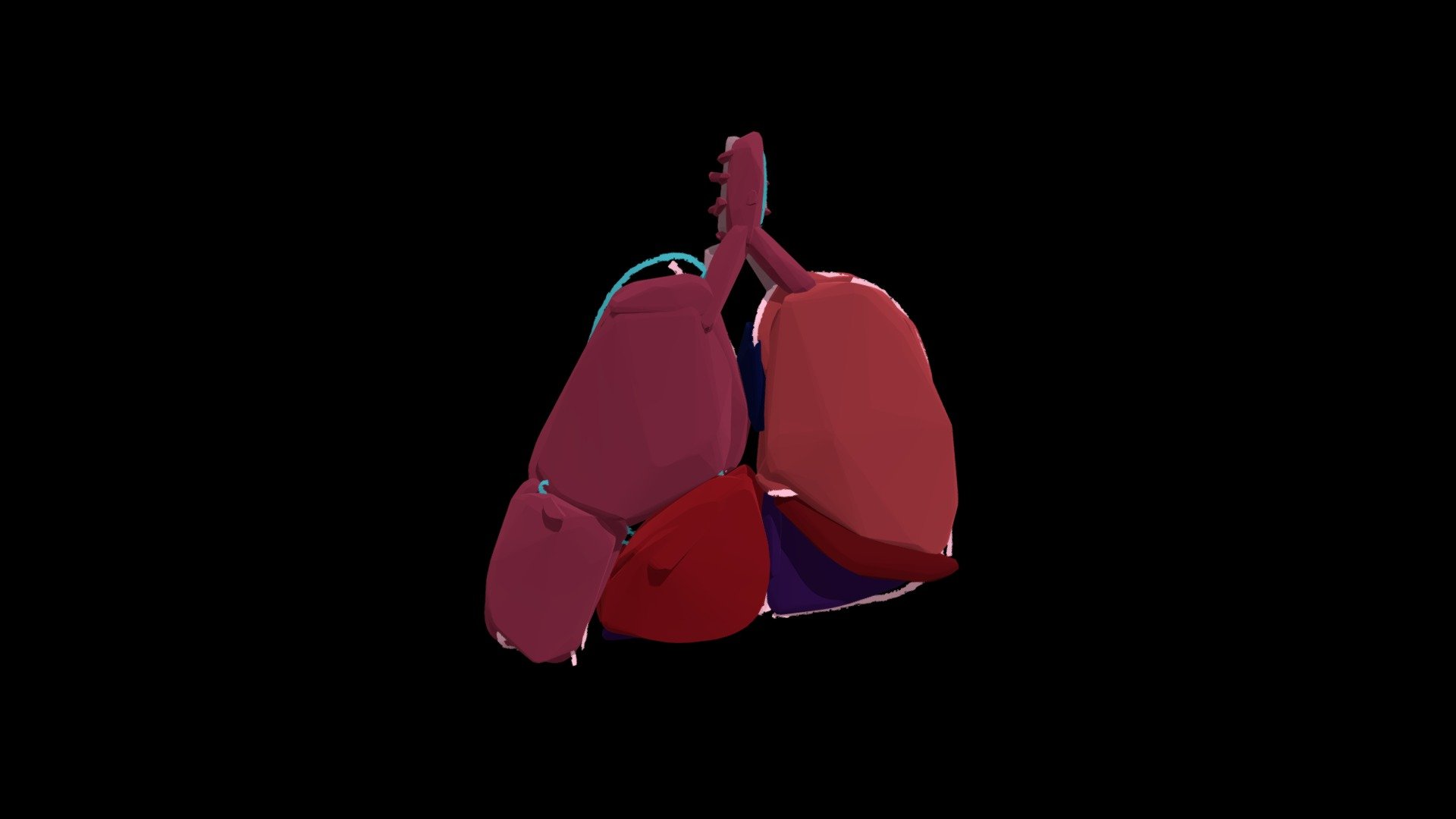 Lungs and Heart - Download Free 3D model by kata_3 [550824d] - Sketchfab