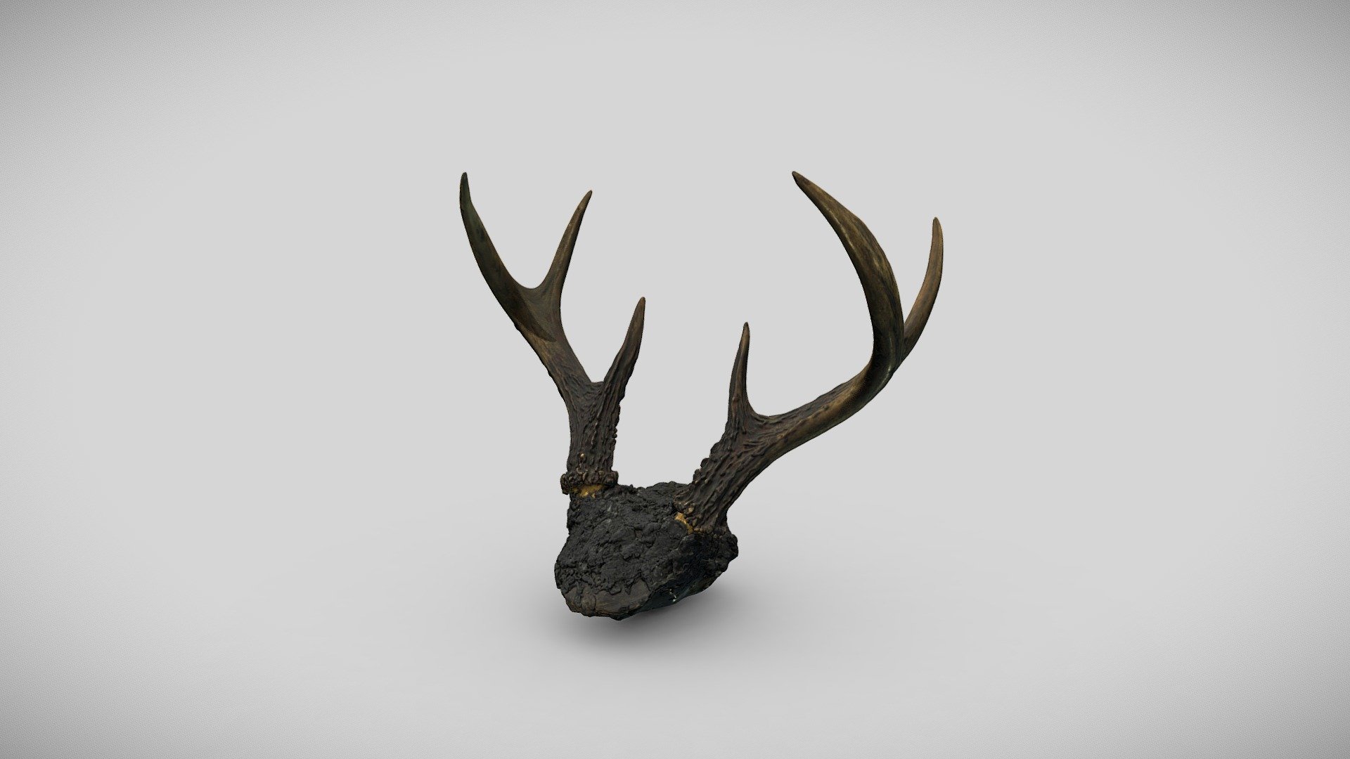 Whistle or flute made of deer skull - 3D model by Museum de Toulouse