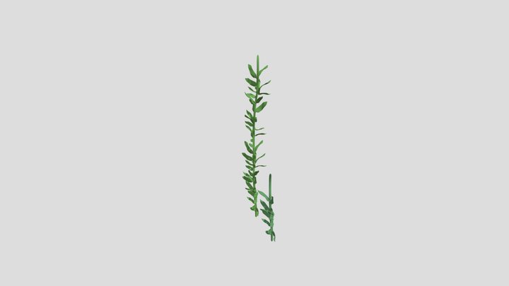underwater kelp 3D Model