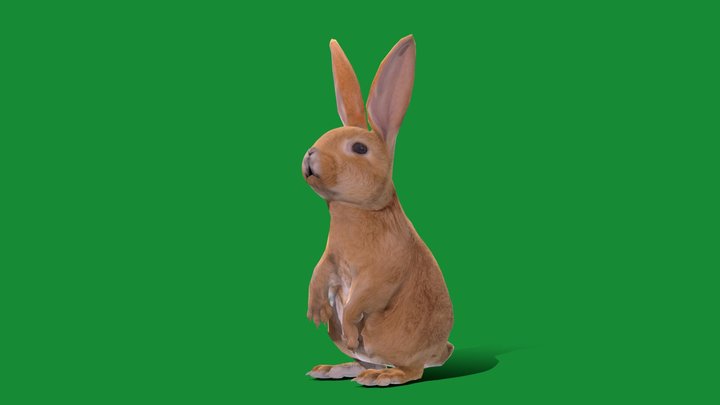 Easter Bunny Rabbit (Lowpoly) 3D Model