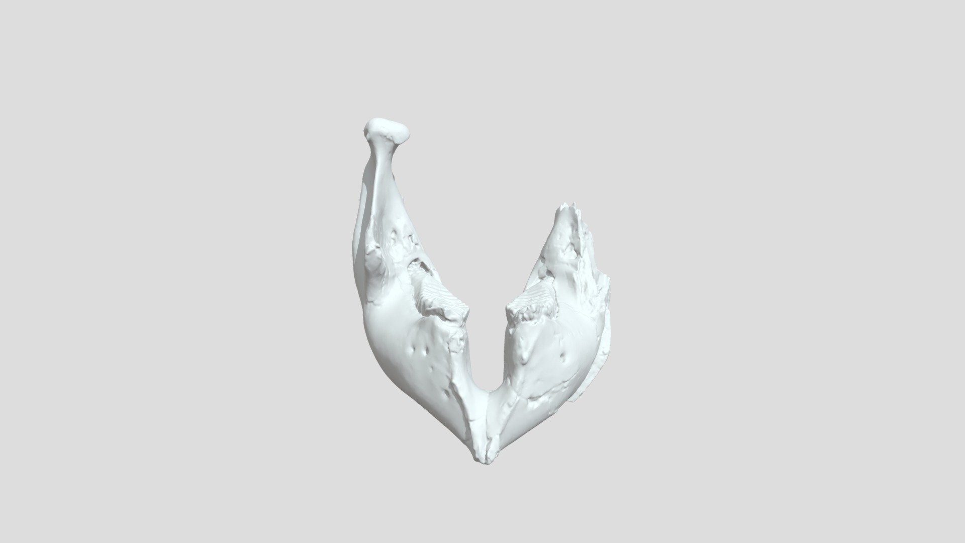 Mammuthus columbi - OCPC