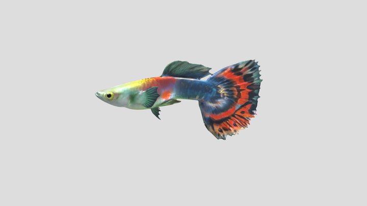 Halfmoon Guppy Male – Modelo 3D gratuito STL