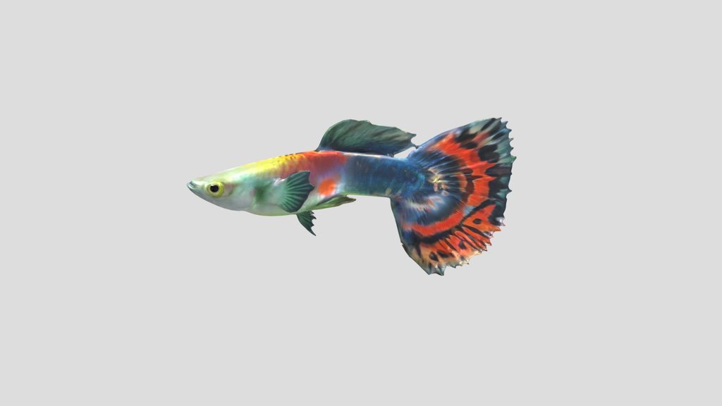 Halfmoon Guppy Male
