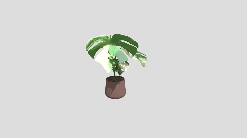 Monstera deliciosa variegata