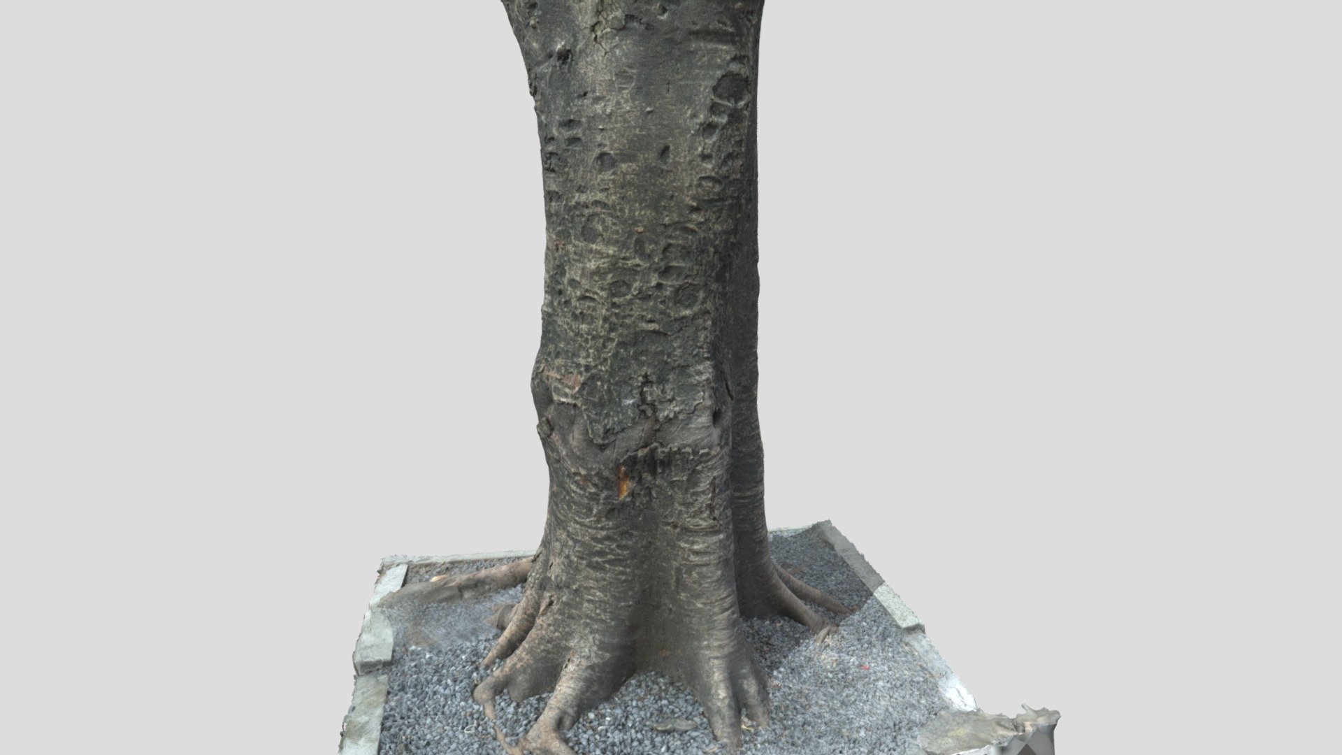 Tree 22 Scan