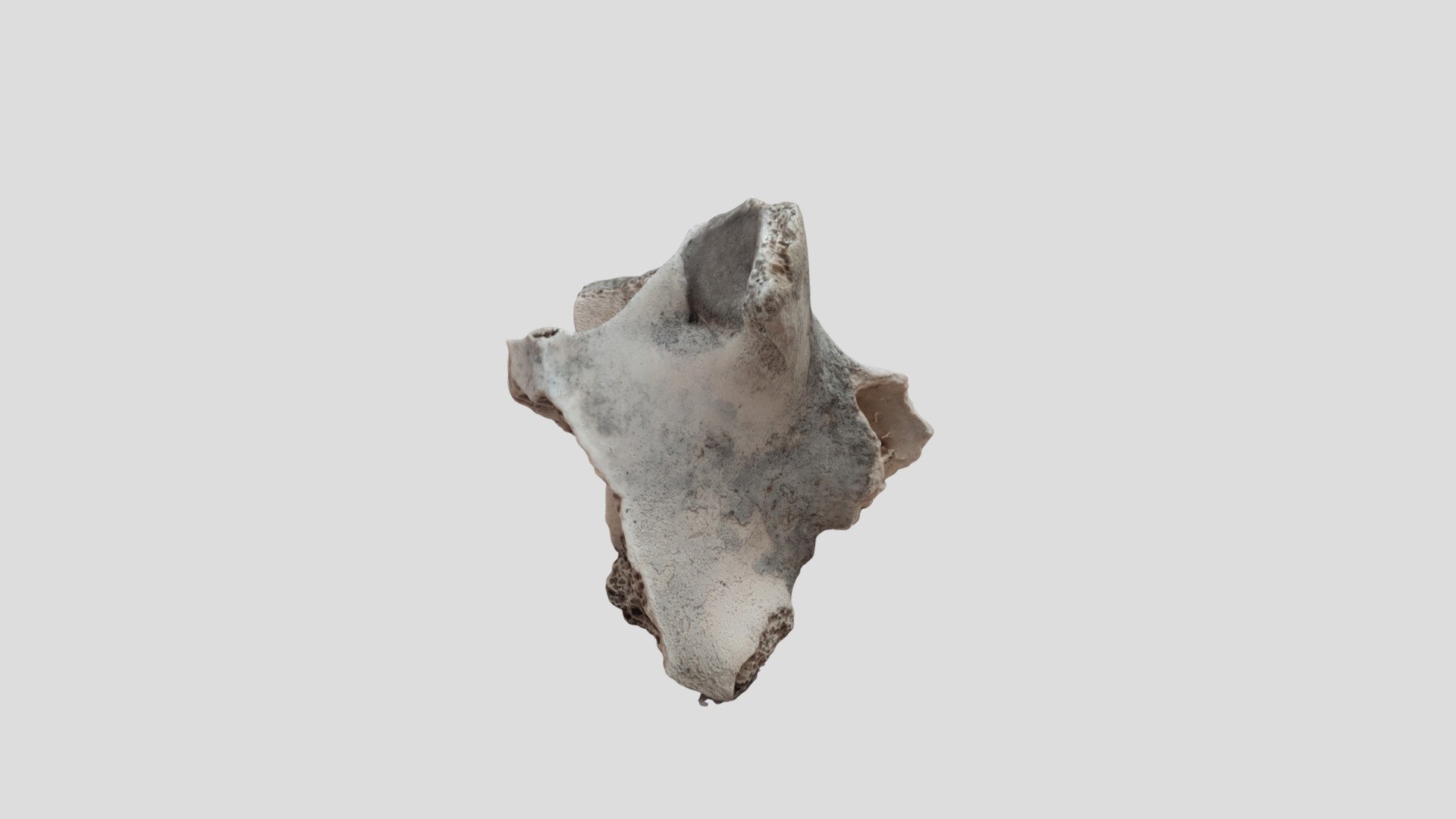 bone3