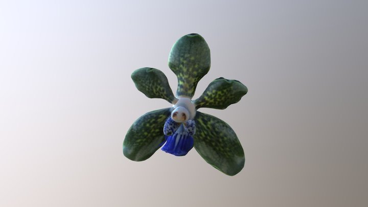 Orchid 9 Poppetje 3D Model