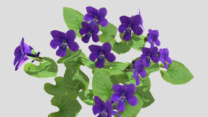 Viola odorata, violet, Wohlriechendes Veilchen 3D Model