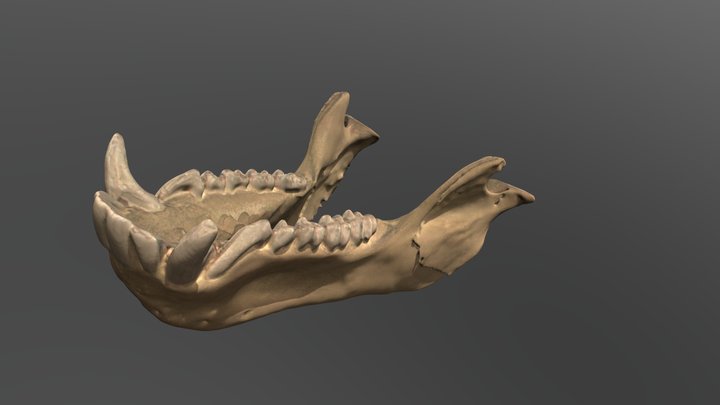 Baboon mandible (Papio anubis) 3D Model