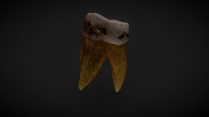 Primer molar 3D Model