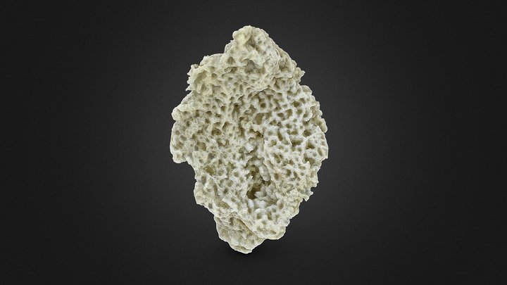 Porifera 3D Models Sketchfab