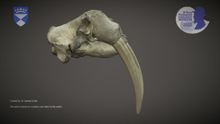 Walrus skull – Kostenloses 3D-Modell STL