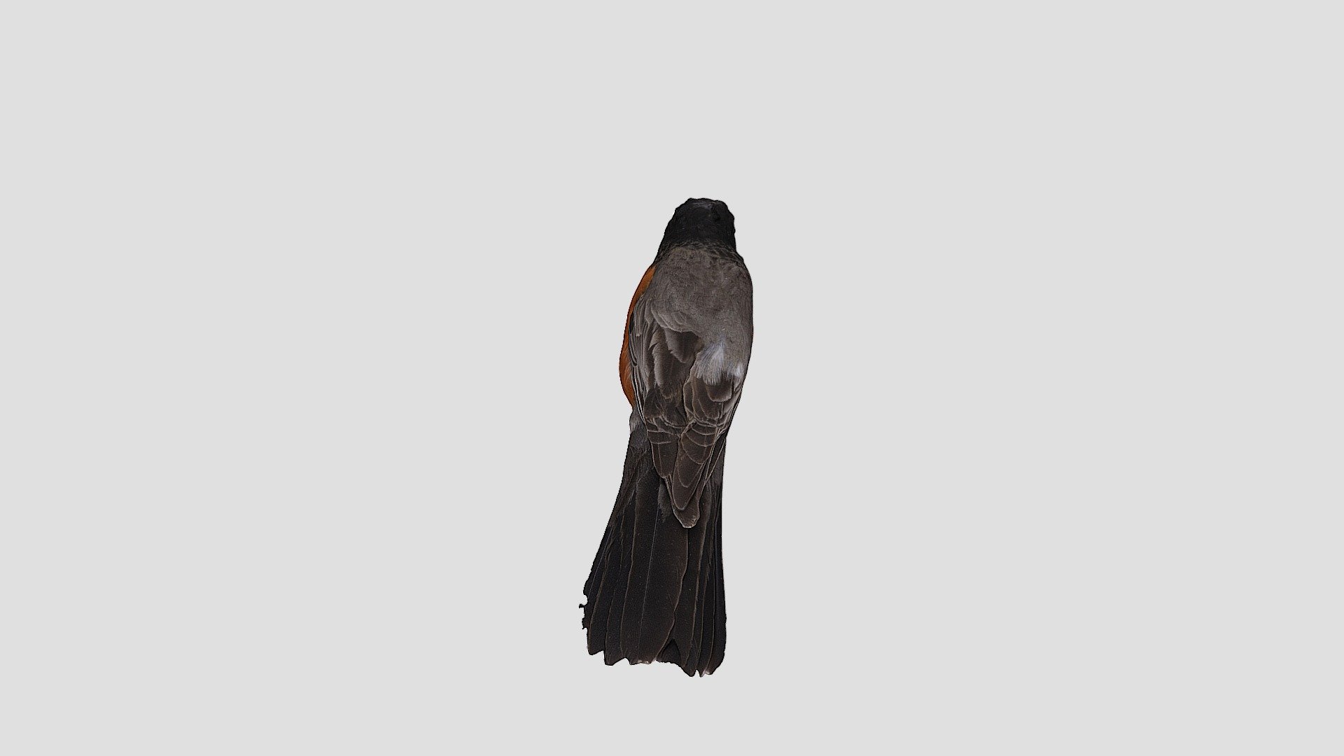 American Robin