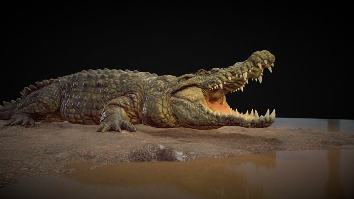 Caiman Crocodile 3D Activewear Crop Top