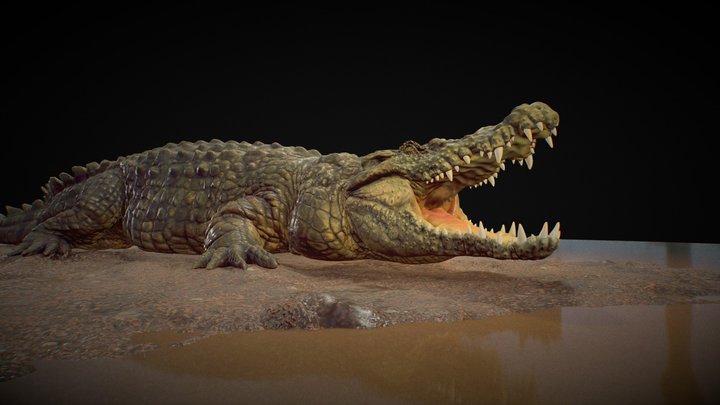 Crocodile 3D Model