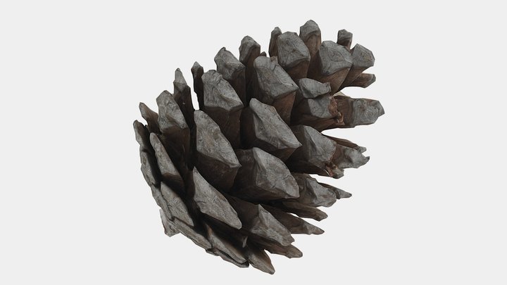 Pine Cone from Turkey 3D Model