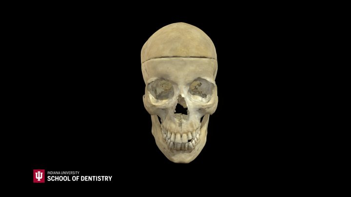 Skull 21 3D Model