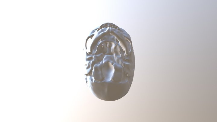 Baby Skull 3D Model