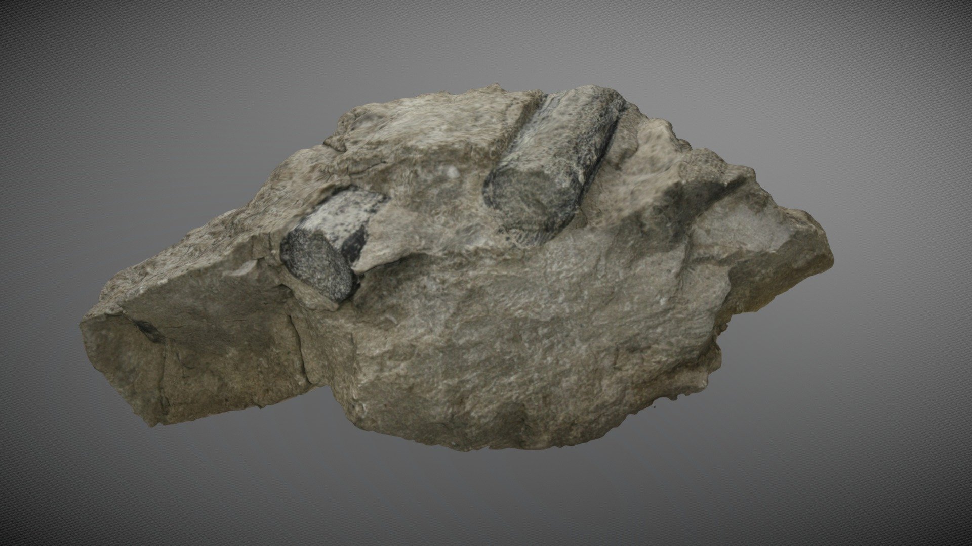 fossil triassic plesiosaur 450k - 3D model by GeoWes [55412ef] - Sketchfab