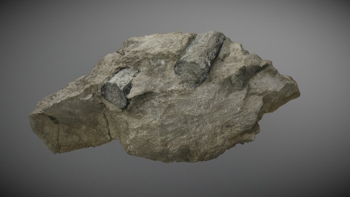 fossil triassic plesiosaur 450k 3D Model