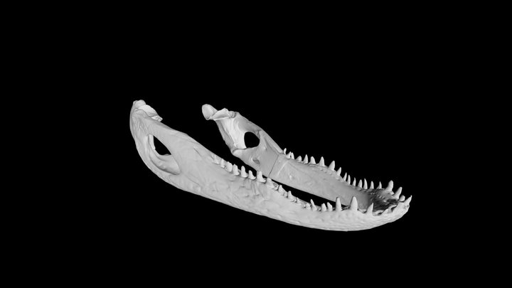 Alligator Mandible