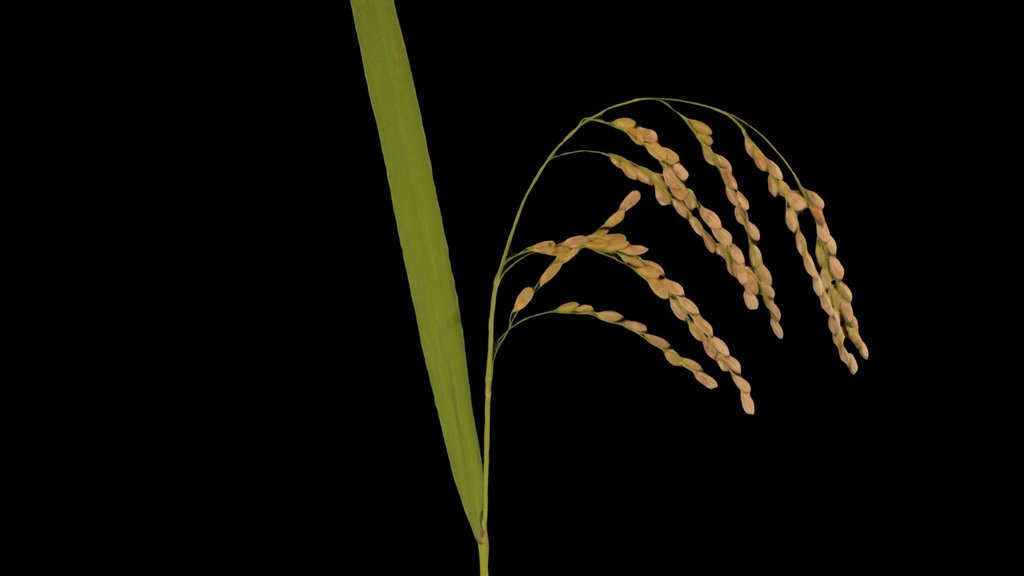 CC0 イネ Rice, Oryza sativa