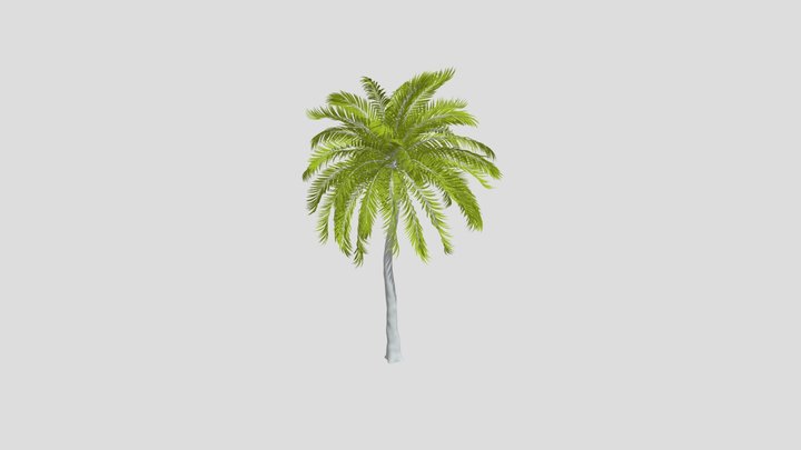 Beach Palm 3D Model