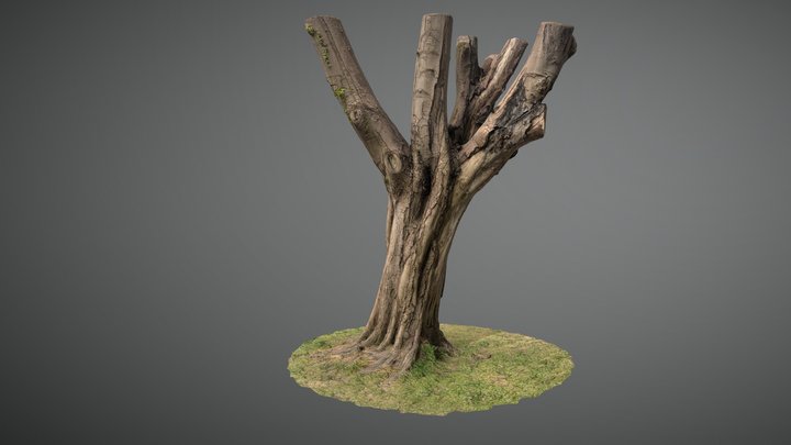 Tree Trimmed v1 3D Model