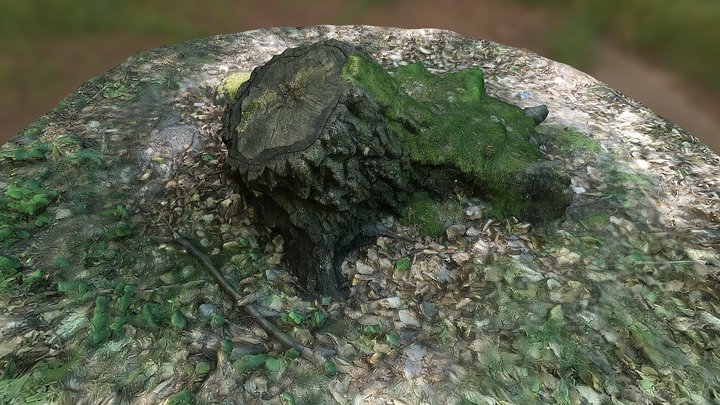 Baumstumpf  (Tree stump) 3D Model