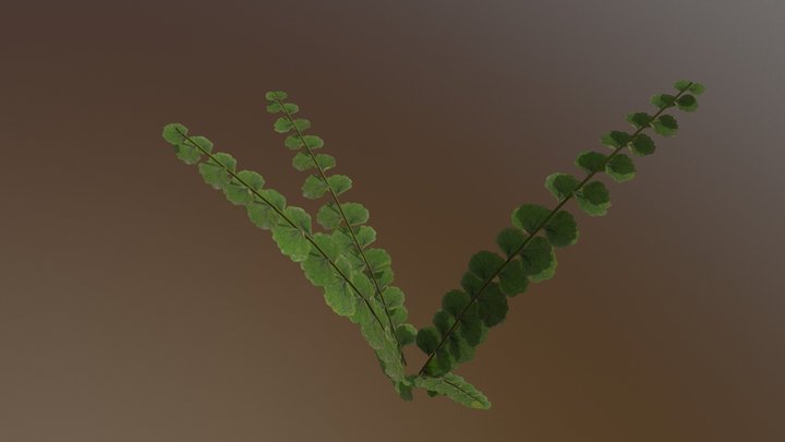 strange, small fern 3D Model