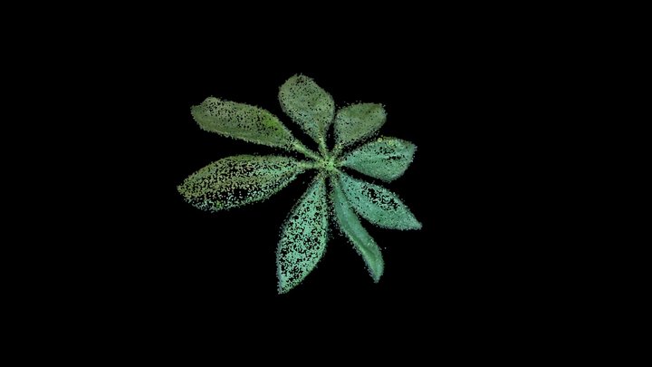 シェフレラ個葉 (Schefflera arboricola) 3D Model