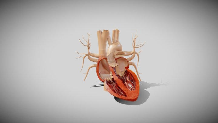 Beating heart cross section 3D Model