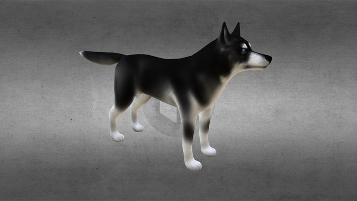 Dog Husky 3D Model