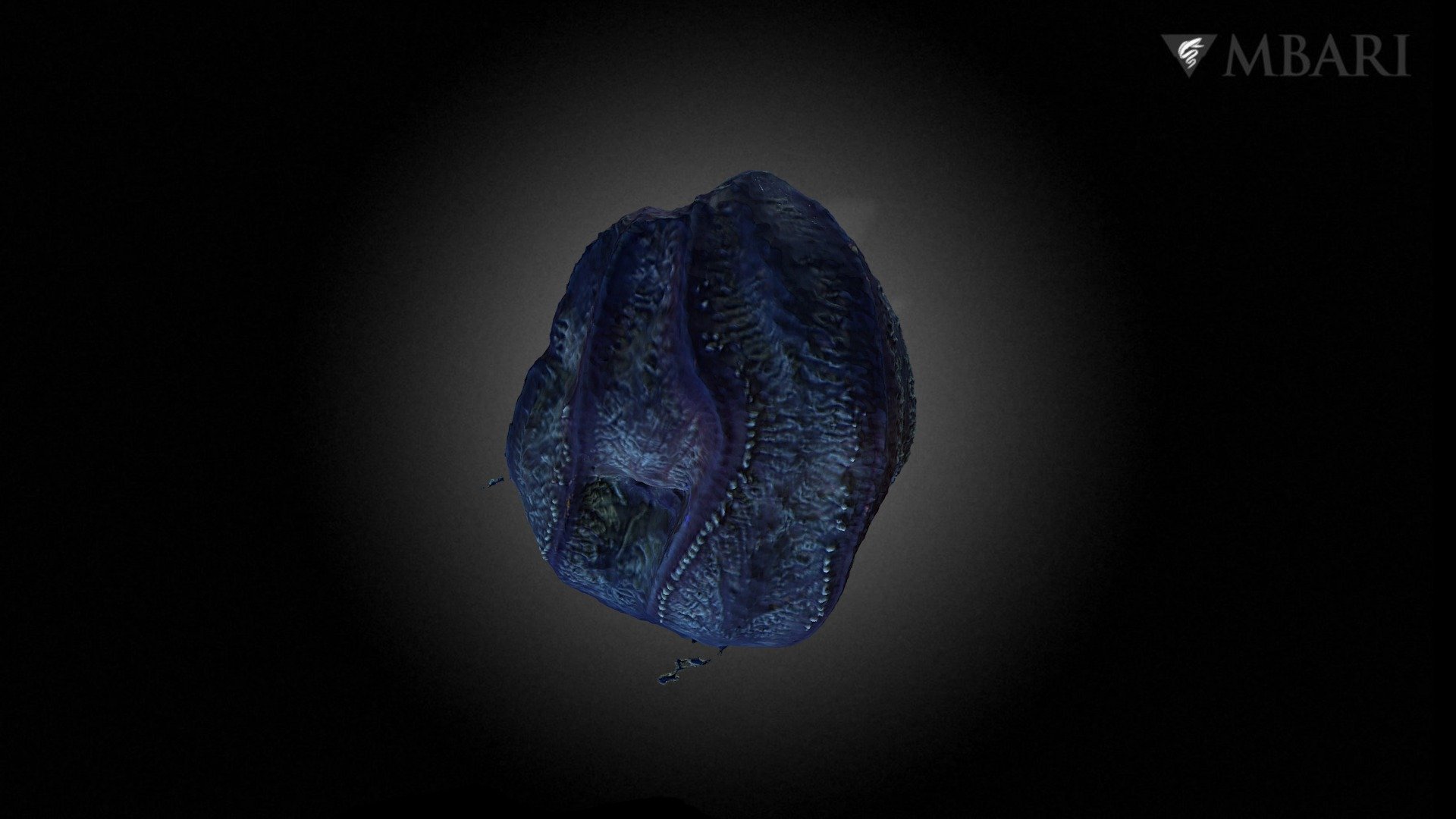 Aulacoctena