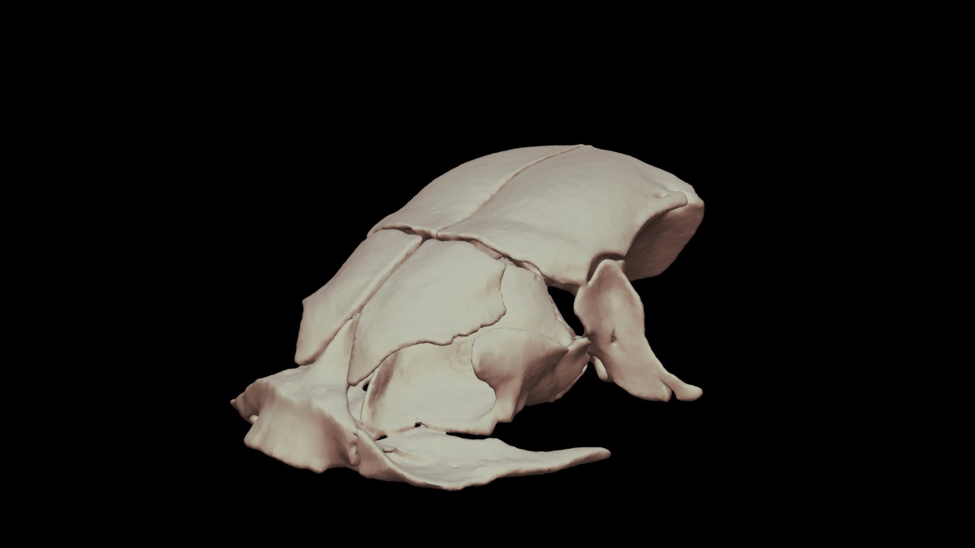 SNAKE ANTERIOR SKULL