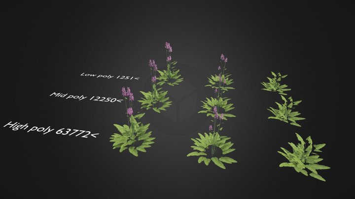 Stachys monieri 'Hummelo' 3D Model
