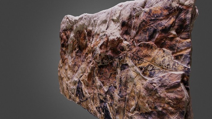 New Zealand Fossil 3D Model